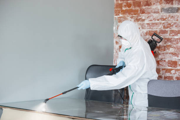 Best Black Mold Removal  in USA